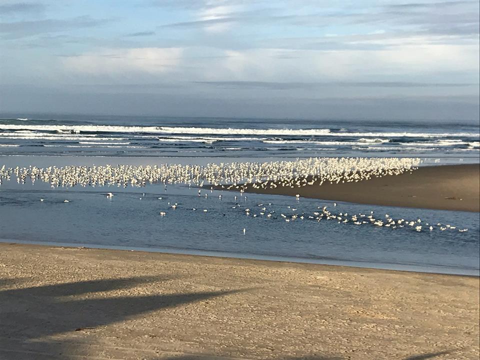 Webb'S Scenic Surf Otel Cannon Beach Dış mekan fotoğraf